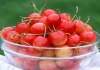 樱桃储藏保鲜技术