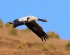 飞越珠穆朗玛的高原精灵——黑颈鹤