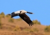 飞越珠穆朗玛的高原精灵——黑颈鹤
