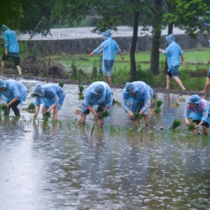 山村“芒种”时节举办趣味插秧比赛
